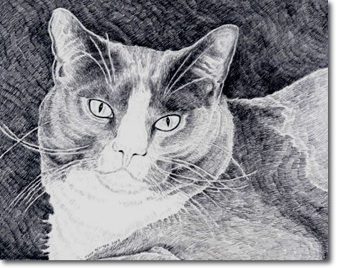 Custom Cat Portrait: Kelty
