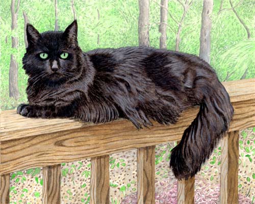 Custom Cat Portrait: Romeo