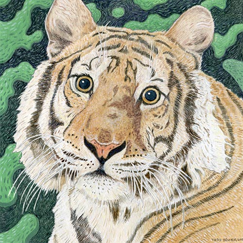 Custom Cat Portrait: Shelby Tiger